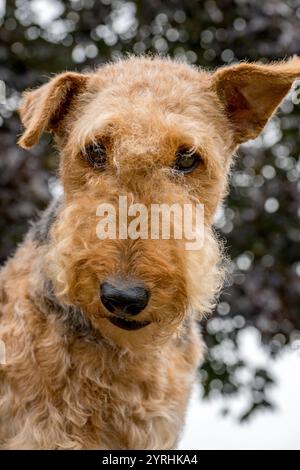 Un dettagliato primo piano di un Airedale Terrier con i suoi occhi espressivi e la pelliccia riccia, catturato all'aperto su uno sfondo naturale le esibizioni di ritratti Foto Stock