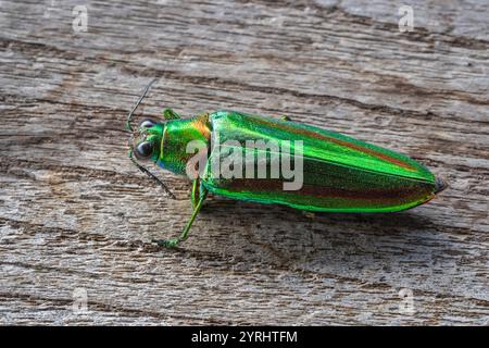 Vista ravvicinata dell'iridescente crisochroa rajah thailandica, noto anche come coleottero gioiello isolato su sfondo in legno Foto Stock