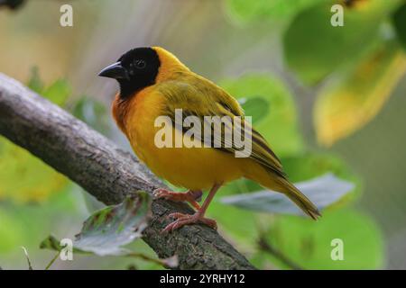 tessitore dalla testa nera su un ramo Foto Stock