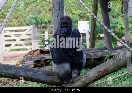 Un gorilla con un aspetto sorpreso Foto Stock