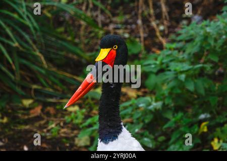 Cicogna colorata con becco a sella/becco di sella (Ephippiorhynchus senegalensis) Foto Stock