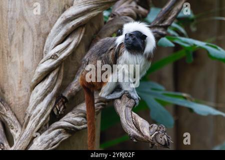 Una scimmia tamarin in cotone su un albero Foto Stock