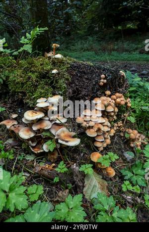 Primo piano di piccoli funghi arancioni che crescono su un ceppo di alberi nel bosco in autunno Inghilterra Regno Unito Gran Bretagna Gran Bretagna Foto Stock