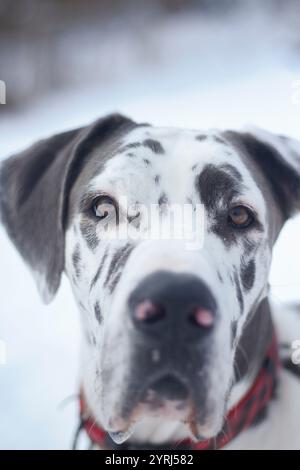 Primo piano ritratto di un cane dalmata nella neve Foto Stock