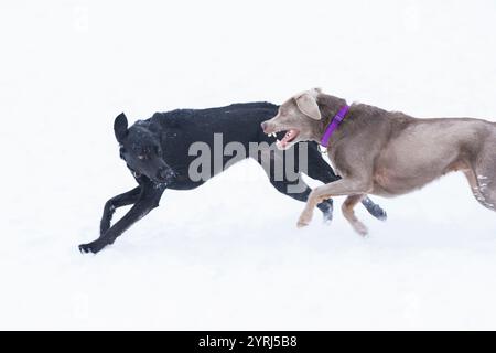 Due cani si inseguono l'un l'altro su uno sfondo bianco. Foto Stock