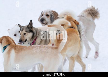 Gruppo di cani che giocano sulla neve. Foto Stock