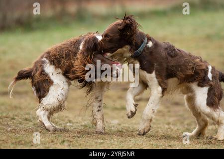 Due cani giocano aggressivamente l'uno con l'altro. Foto Stock