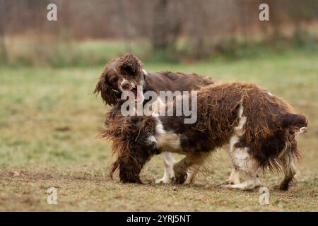 Due cani giocano aggressivamente l'uno con l'altro. Foto Stock