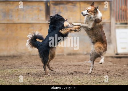 Un cane Hovawart gioca con un Border Collie all'asilo. Foto Stock