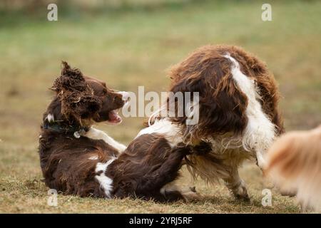 Due cani giocano aggressivamente l'uno con l'altro. Foto Stock