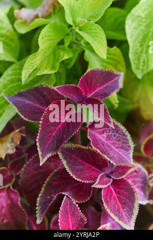 lussureggiante collezione di piante di coleus, vibranti foglie viola e verdi. Contrasto di colore visivamente sorprendente. Giardino, orticoltura, bellezza naturale Foto Stock