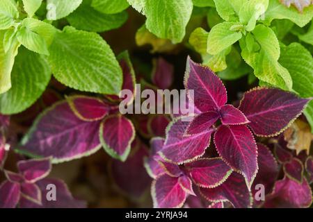 lussureggiante collezione di piante di coleus, vibranti foglie viola e verdi. Contrasto di colore visivamente sorprendente. Giardino, orticoltura, bellezza naturale Foto Stock