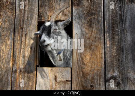 Un Billy Goat stanco sbatte la testa attraverso una finestra del fienile in cerca di cibo. Foto Stock