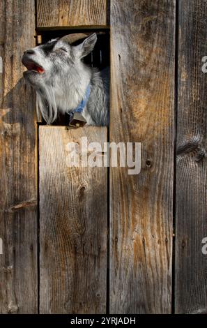 Un Billy Goat assonnato sbatte la testa attraverso un fienile mentre mangia una carota. Foto Stock
