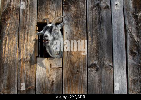 Un Billy Goat stanco sbatte la testa attraverso un fienile mentre mangia una carota. Foto Stock
