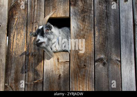 Billy Goat, indossando una campana, sbatte la testa attraverso una finestra del fienile per fissare la telecamera. Foto Stock