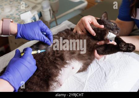 veterinario medico dà un'iniezione a un gatto animale, veterinario amministra anestesia all'animale prima di chirurgia, assistenza veterinaria di emergenza Foto Stock