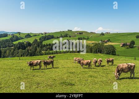 Le vacche da latte pascolano su un pascolo nell'Appenzellerland, Canton Appenzello Innerrhoden, Svizzera Foto Stock