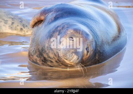 Donna Nook Lincolnshire fens donna Nook Nature Reserve Grey Seals Halichoerus grypus atlantica Near North Somercotes Lincolnshire Inghilterra Regno Unito GB Europa Foto Stock