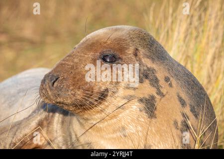 Donna Nook Lincolnshire fens donna Nook Nature Reserve Grey Seal Halichoerus grypus atlantica vicino a North Somercotes Lincolnshire Inghilterra Regno Unito GB Europa Foto Stock