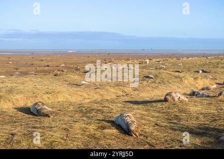 Donna Nook Lincolnshire fens donna Nook Nature Reserve Grey Seals Halichoerus grypus atlantica Near North Somercotes Lincolnshire Inghilterra Regno Unito GB Europa Foto Stock