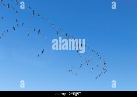 Stormo di uccelli che volano in un cielo azzurro stormo di gabbiani sopra le Fens del Lincolnshire riserva naturale donna Nook Lincolnshire Inghilterra Regno Unito Europa Foto Stock