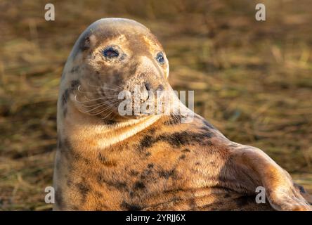 Donna Nook Lincolnshire fens donna Nook Nature Reserve Grey Seal Halichoerus grypus atlantica vicino a North Somercotes Lincolnshire Inghilterra Regno Unito GB Europa Foto Stock