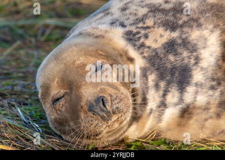 Lincolnshire fens donna Nook Nature Reserve Grey Seal Halichoerus grypus atlantica donna Nook Coast North Somercotes Lincolnshire Inghilterra Regno Unito GB Europa Foto Stock