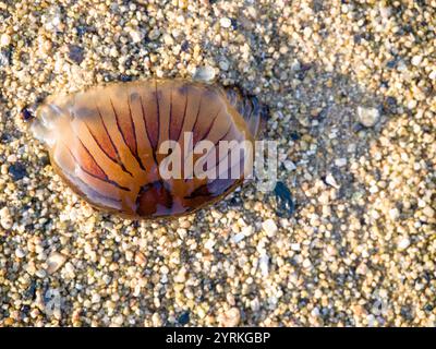 MEDUSE MEDUSE DI MEDUSE DI MARE VITA MARINA SULLA SPIAGGIA Foto Stock