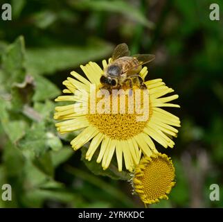 Un'ape di miele ricoperta di polline, Apis mellifera, alimentazione e impollinazione di una fleabana comune. Primo piano e ben focalizzato su uno sfondo naturale sfocato. Foto Stock