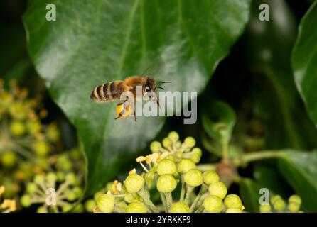 Honey Bee, Apis mellifera Foto Stock