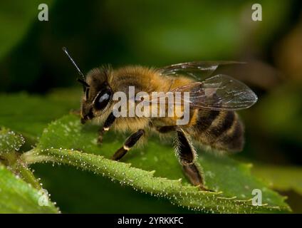 Primo piano di un Honey Bee, Apis mellifera, preso in una fresca mattinata autunnale. Quest'ape ben concentrata stava riposando su una foglia fino a quando non si è riscaldata. Foto Stock