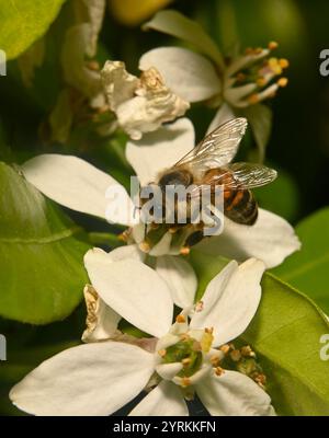 Primo piano di un Honey Bee ben concentrato, Apis mellifera, che impollina l'arancia messicana. Buoni dettagli dell'ape e della fonte di cibo. Sfondo sfocato. Foto Stock