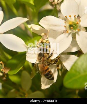 Primo piano di un Honey Bee ben concentrato, Apis mellifera, che impollina l'arancia messicana. Buoni dettagli dell'ape e della fonte di cibo. Sfondo sfocato. Foto Stock