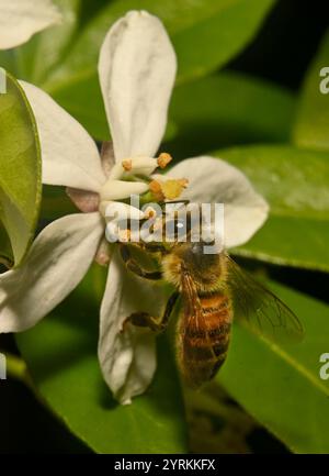 Primo piano di un Honey Bee ben concentrato, Apis mellifera, che impollina l'arancia messicana. Buoni dettagli dell'ape e della fonte di cibo. Sfondo sfocato. Foto Stock