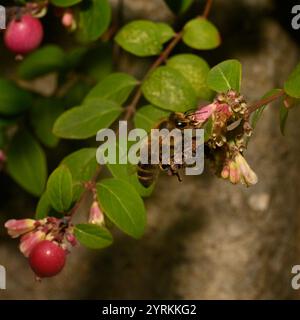 Un primo piano di un miscuglio ben concentrato, Honey Bee, Apis mellifera, coralberolo impollinante. Buoni dettagli dell'ape e della fonte di cibo. Sfondo sfocato. Foto Stock