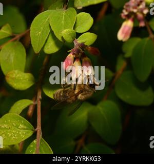 Un primo piano di un miscuglio ben concentrato, Honey Bee, Apis mellifera, coralberolo impollinante. Buoni dettagli dell'ape e della fonte di cibo. Sfondo sfocato. Foto Stock