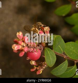 Un primo piano di un miscuglio ben concentrato, Honey Bee, Apis mellifera, coralberolo impollinante. Buoni dettagli dell'ape e della fonte di cibo. Sfondo sfocato. Foto Stock