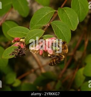 Un primo piano di un miscuglio ben concentrato, Honey Bee, Apis mellifera, coralberolo impollinante. Buoni dettagli dell'ape e della fonte di cibo. Sfondo sfocato. Foto Stock