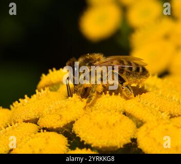 Un'ape di miele ben focalizzata, Apis mellifera, che raccoglie polline da un fiore giallo brillante di tansy. L'ape è completamente ricoperta di polline. Primo piano. Foto Stock