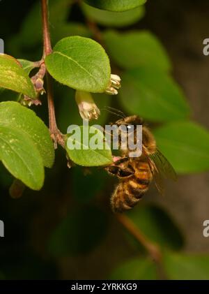 Un primo piano di un miscuglio ben concentrato, Honey Bee, Apis mellifera, coralberolo impollinante. Buoni dettagli dell'ape e della fonte di cibo. Sfondo sfocato. Foto Stock