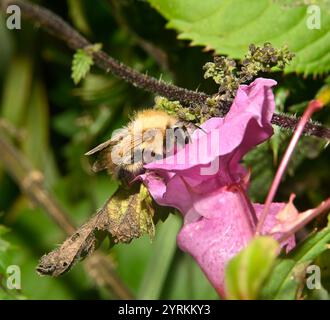 Carda comune Bee, Bombus pascuorum Foto Stock