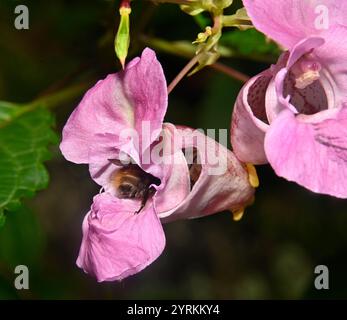 Carda comune Bee, Bombus pascuorum Foto Stock