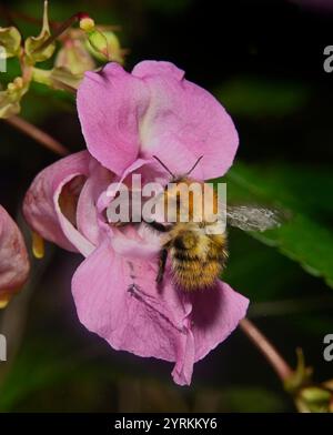 Carda comune Bee, Bombus pascuorum Foto Stock