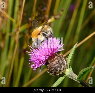 Carda comune Bee, Bombus pascuorum Foto Stock