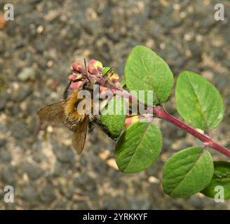 Carda comune Bee, Bombus pascuorum Foto Stock