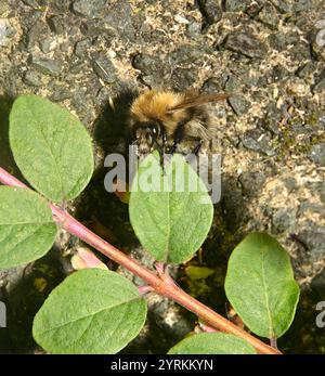 Carda comune Bee, Bombus pascuorum Foto Stock