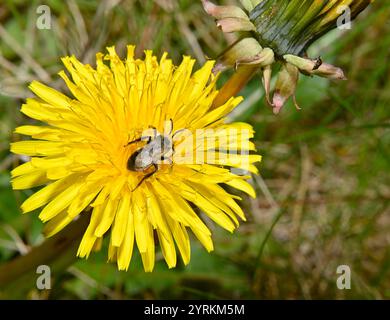 Un macro shot di un'ape mineraria di Ashy, Andrena cineraria, che si nutre di un fiore di Dandelion. Un'immagine luminosa e ben focalizzata di questa piccola ape. Foto Stock