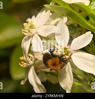 Un bumblebee ben concentrato, Bombus Hypnorum, che si nutre di un fiore d'arancia messicano. Primo piano con buoni dettagli dell'ape e del fiore. Foto Stock