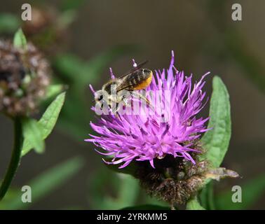 Un'ape Leafcutter ben concentrata, Megachile centuncularis, che si nutre di knapweed in un ambiente naturale. Primo piano con ottimi dettagli e sfondo sfocato. Foto Stock